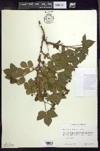 Rubus setosus image