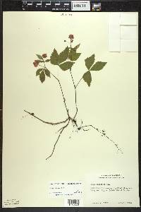 Rubus pubescens image