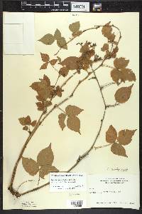 Rubus beamanii image