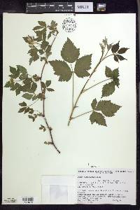 Rubus flagellaris image