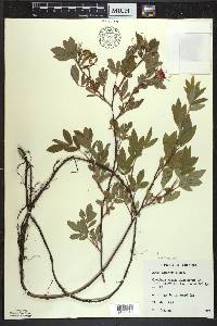 Rosa palustris image