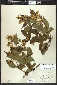 Rubus canadensis image