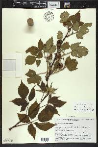 Rubus pennus image