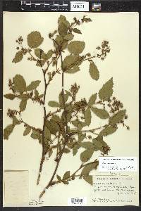 Rubus canadensis image