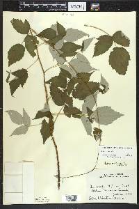 Rubus occidentalis image