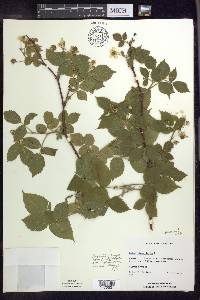 Rubus flagellaris image