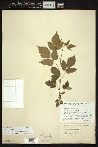 Rubus occidentalis image