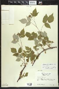 Rubus occidentalis image