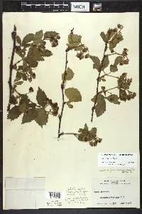 Rubus frondosus image