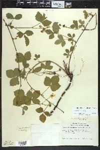 Rubus steelei image
