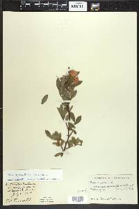 Rosa palustris image