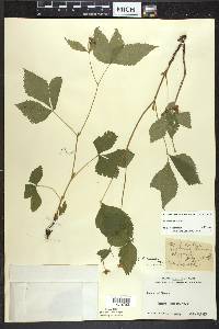 Rubus pubescens image