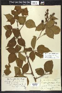 Rubus frondosus image