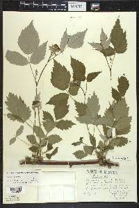 Rubus occidentalis image