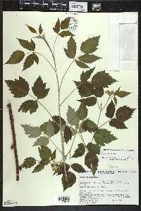 Rubus occidentalis image