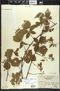Rubus heterophyllus image