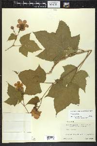 Rubus odoratus image