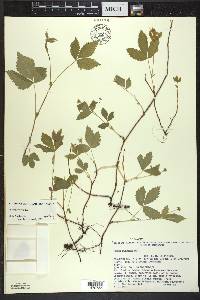 Rubus pubescens image