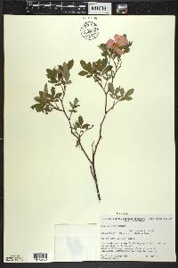 Rosa palustris image