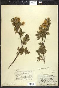 Rosa spinosissima image