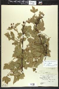 Rubus heterophyllus image