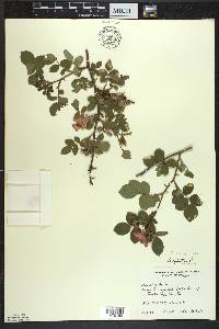 Rosa rubiginosa image