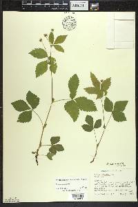 Rubus pubescens image