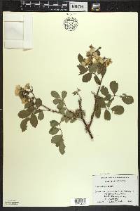 Rosa multiflora image