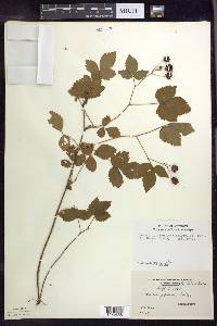 Rubus setosus image