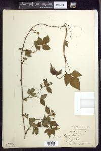 Rubus flagellaris image