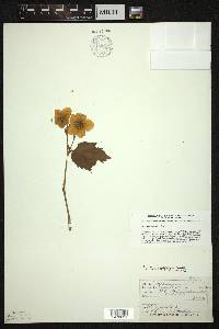 Rubus parviflorus image