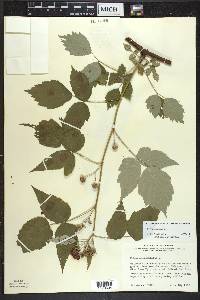 Rubus occidentalis image