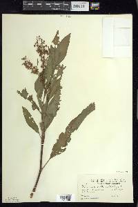 Rumex verticillatus image