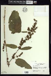 Rumex obtusifolius image