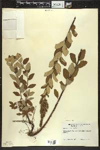 Spiraea tomentosa image