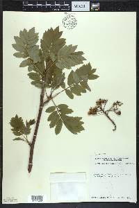 Sorbus decora image