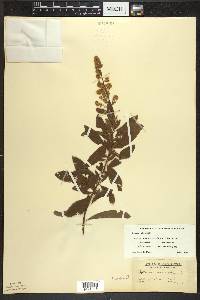 Spiraea alba image