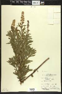 Spiraea alba image