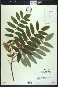 Sorbus decora image