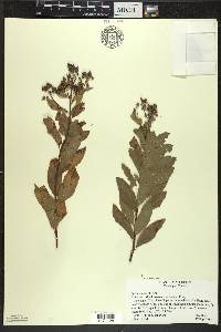 Spiraea alba image