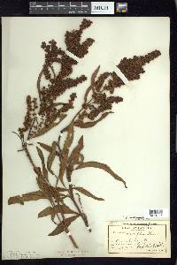 Rumex triangulivalvis image