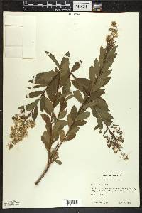 Spiraea alba image