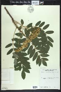 Sorbus decora image