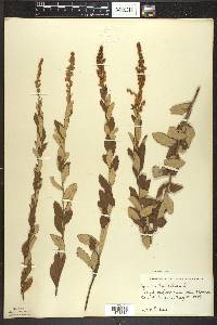 Spiraea tomentosa image