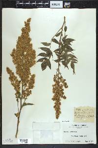 Sorbaria sorbifolia image