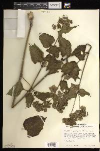 Mirabilis nyctaginea image