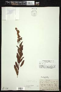 Spiraea alba image