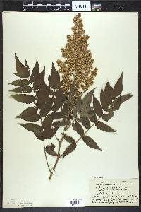 Sorbaria sorbifolia image