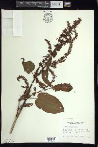 Rumex obtusifolius image