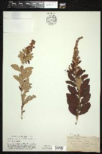 Spiraea tomentosa image